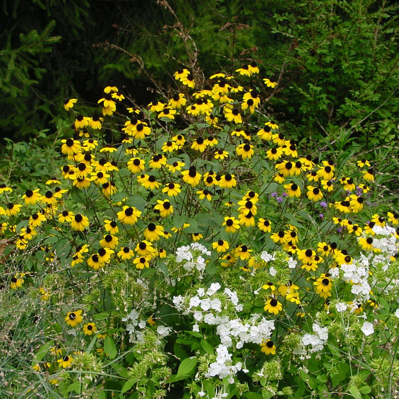 Brown-Eyed Susan (Rudbeckia)
