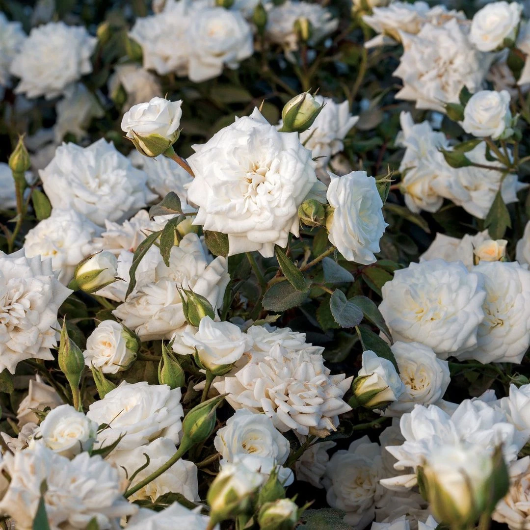 White Drift® Rose - Image 2