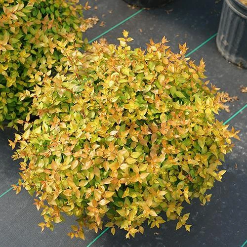 Funshine® Abelia - Image 3