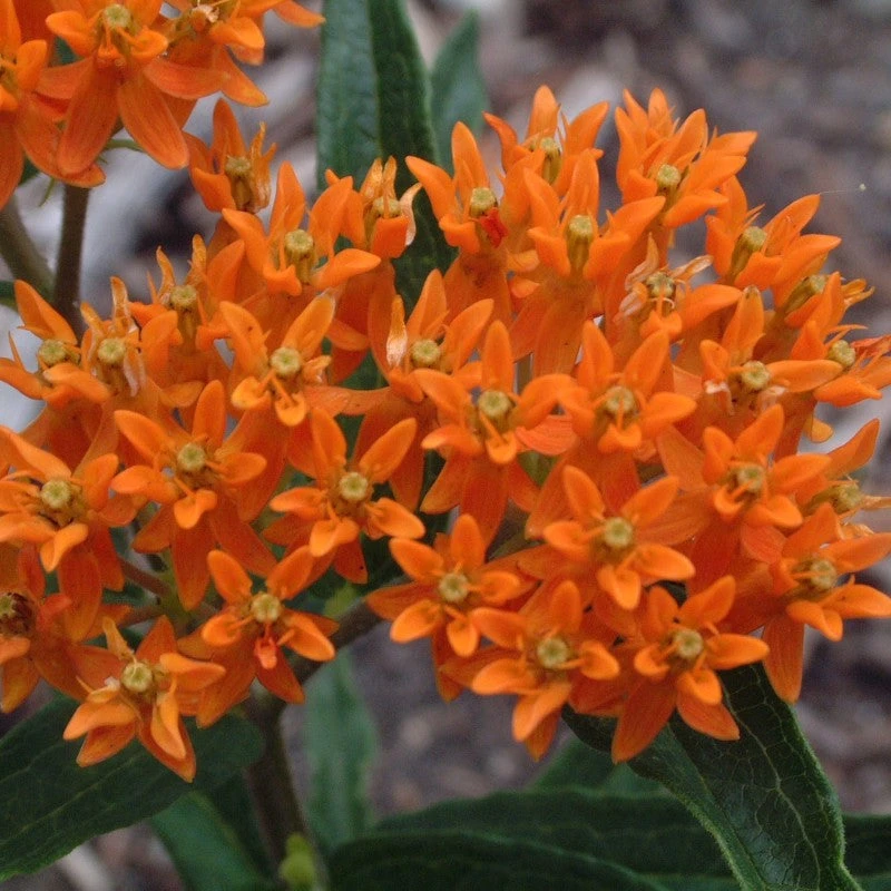 Orange Milkweed - Image 3