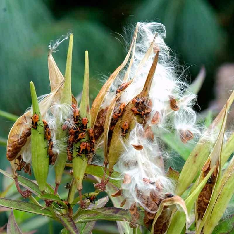 Orange Milkweed - Image 5