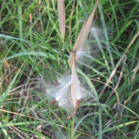 Whorled Milkweed - Image 4