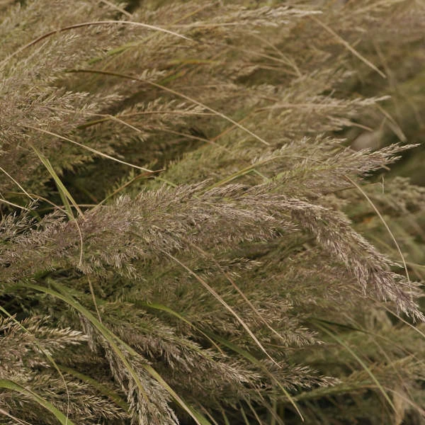 Korean Feather Reed Grass - Image 3