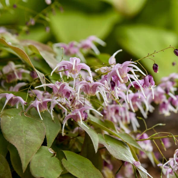 'Pretty In Pink' Barrenwort - Image 4