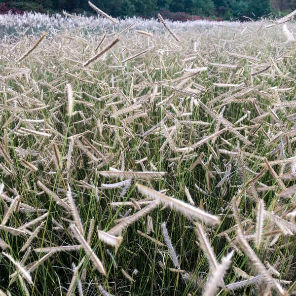 'Blonde Ambition' Blue Grama Grass