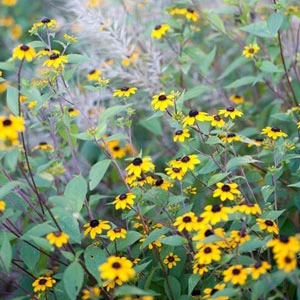 Brown-Eyed Susan (Rudbeckia) - Image 3