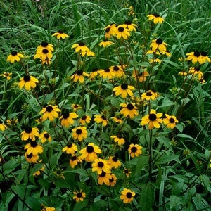 Brown-Eyed Susan (Rudbeckia) - Image 2