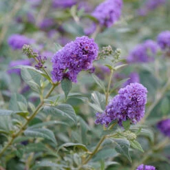 Lo & BeholdĀ® 'Blue Chip' Butterfly Bush