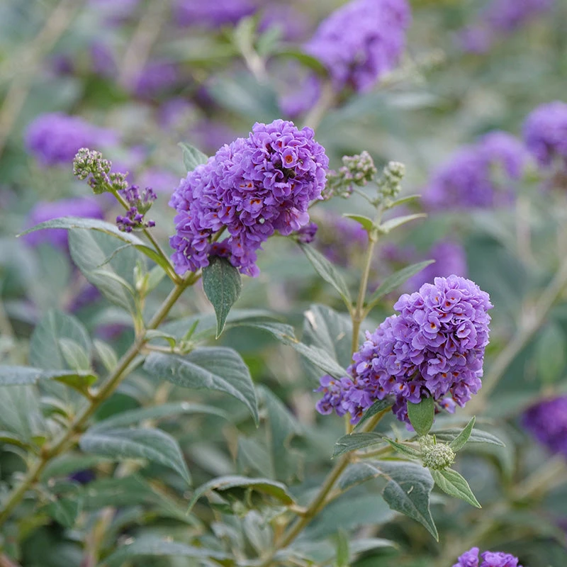 Lo & Behold® 'Blue Chip' Butterfly Bush