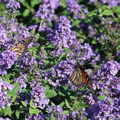 Lo & Behold® 'Blue Chip' Butterfly Bush - Image 3