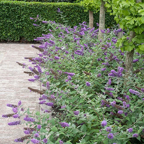 Lo & Behold® 'Blue Chip' Butterfly Bush - Image 6
