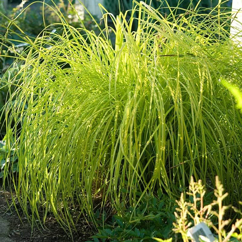 'Bowles Golden' Sedge