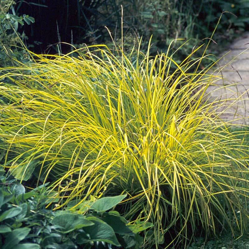 'Bowles Golden' Sedge - Image 3