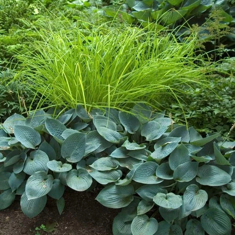 'Bowles Golden' Sedge - Image 4