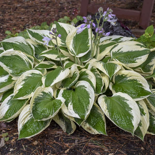 'Patriot' Hosta - Image 3