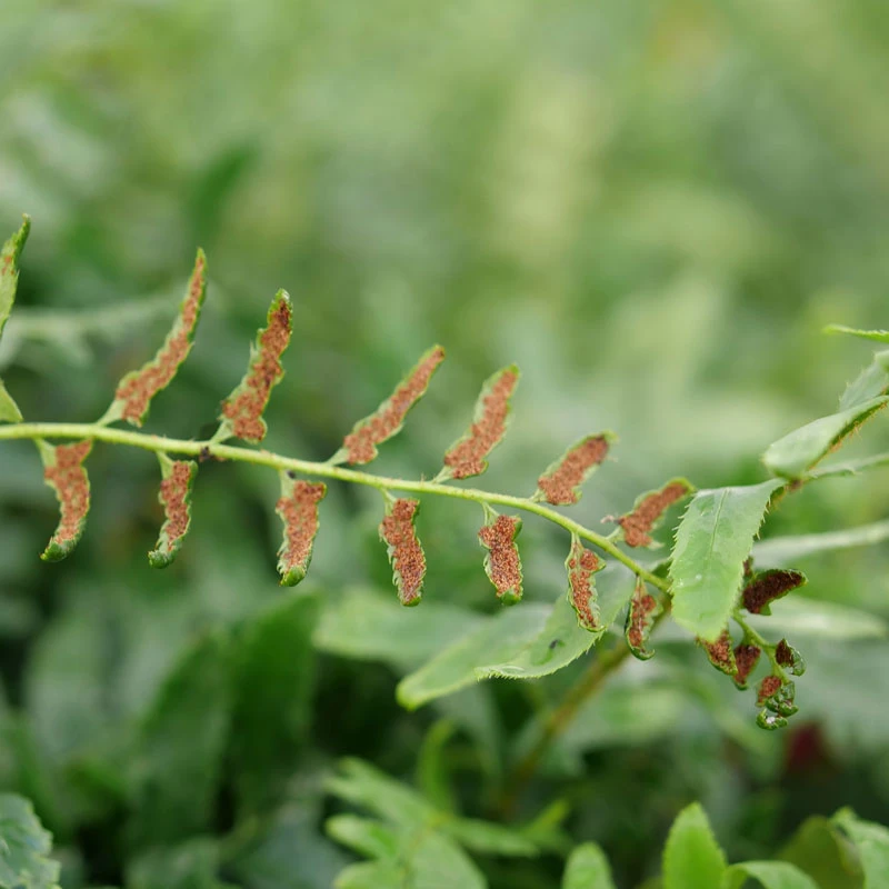 Christmas Fern - Image 2