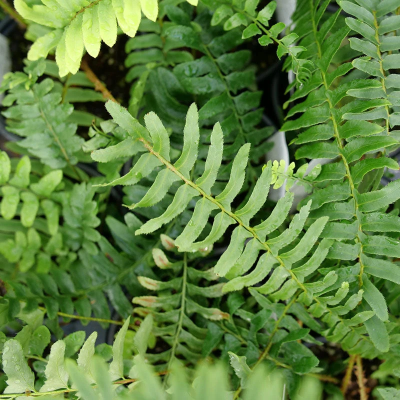 Christmas Fern - Image 3