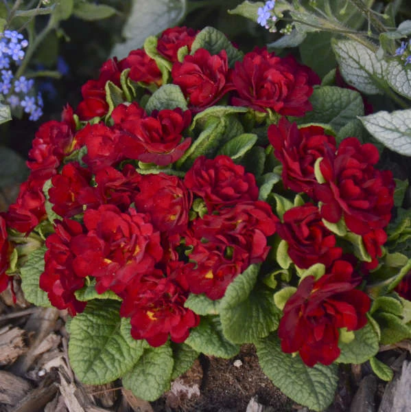 Belarina® Valentine Primrose - Image 3