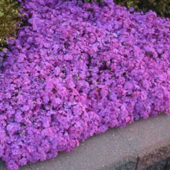 'Drummond's Pink' Creeping Phlox