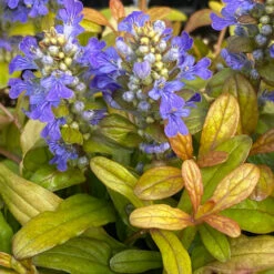 Feathered Friends⢠'Fancy Finch' Bugleweed