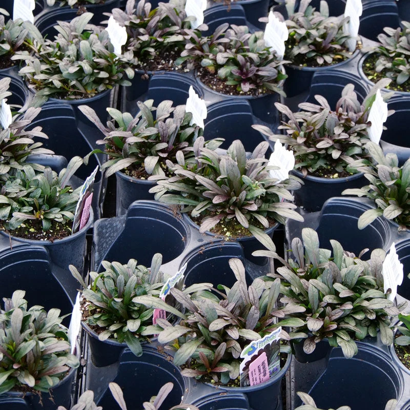 Feathered Friends™ 'Noble Nightingale' Bugleweed - Image 2