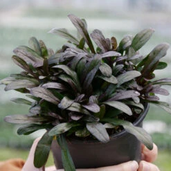 Feathered Friends⢠'Noble Nightingale' Bugleweed