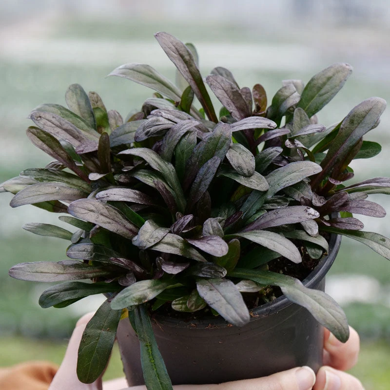 Feathered Friends™ 'Noble Nightingale' Bugleweed