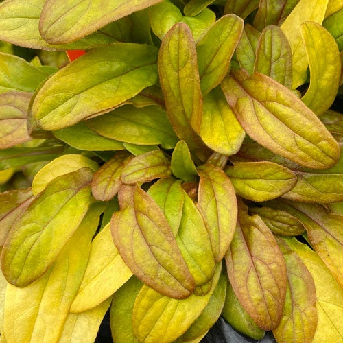 Feathered Friends™ 'Petite Parakeet' Bugleweed - Image 3