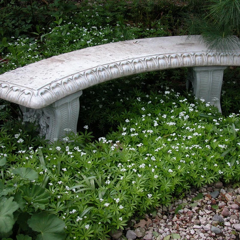 Sweet Woodruff - Image 3