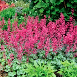 'Paris' Coral Bells