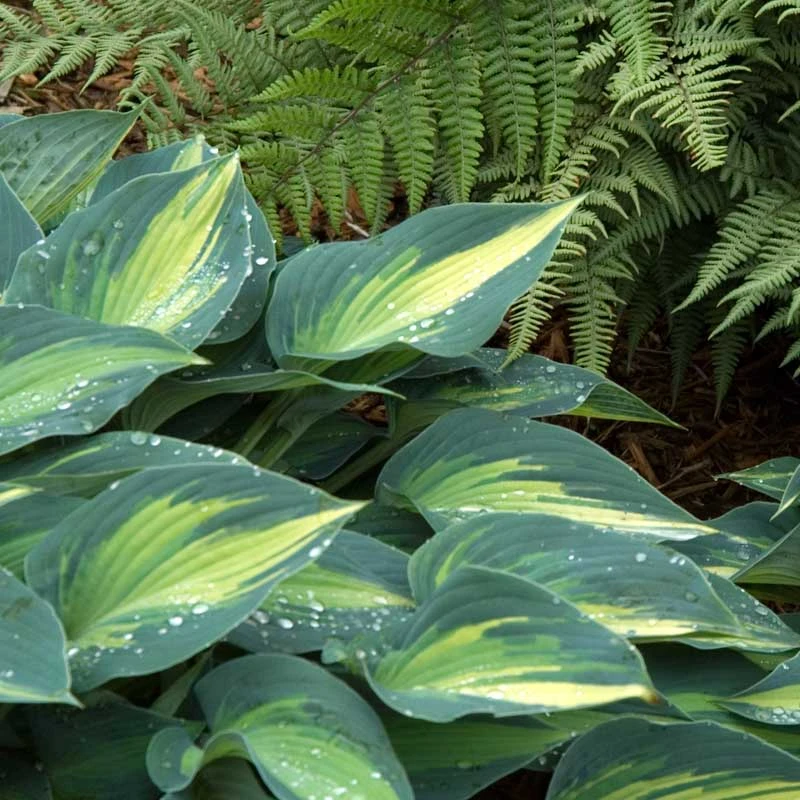 'June' Hosta - Image 2