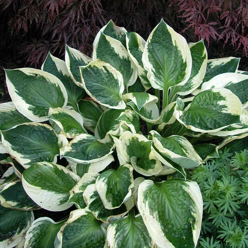 'Patriot' Hosta - Image 4