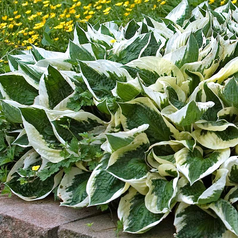 'Patriot' Hosta - Image 5