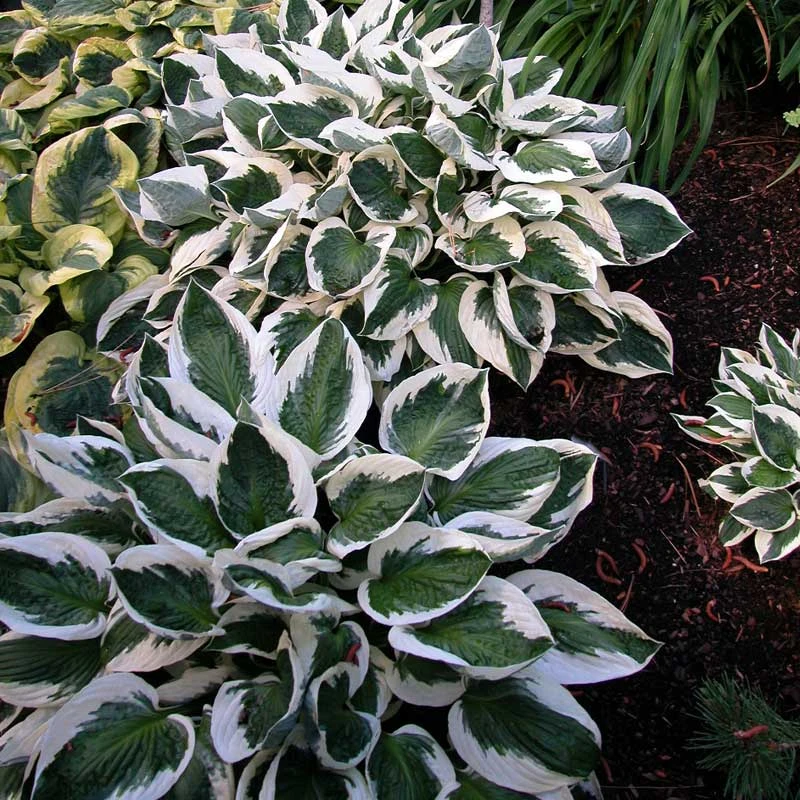 'Patriot' Hosta - Image 6