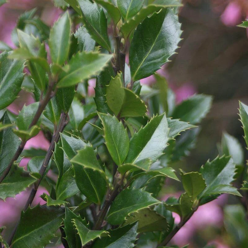 Castle Wall® Blue Holly