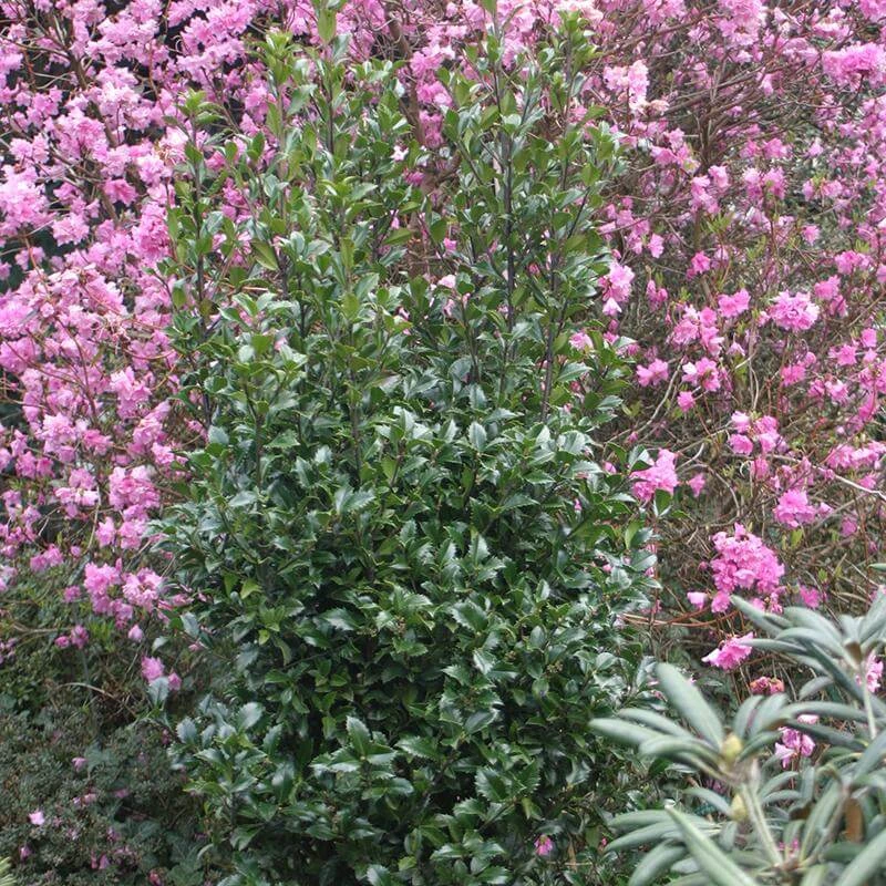 Castle Wall® Blue Holly - Image 2