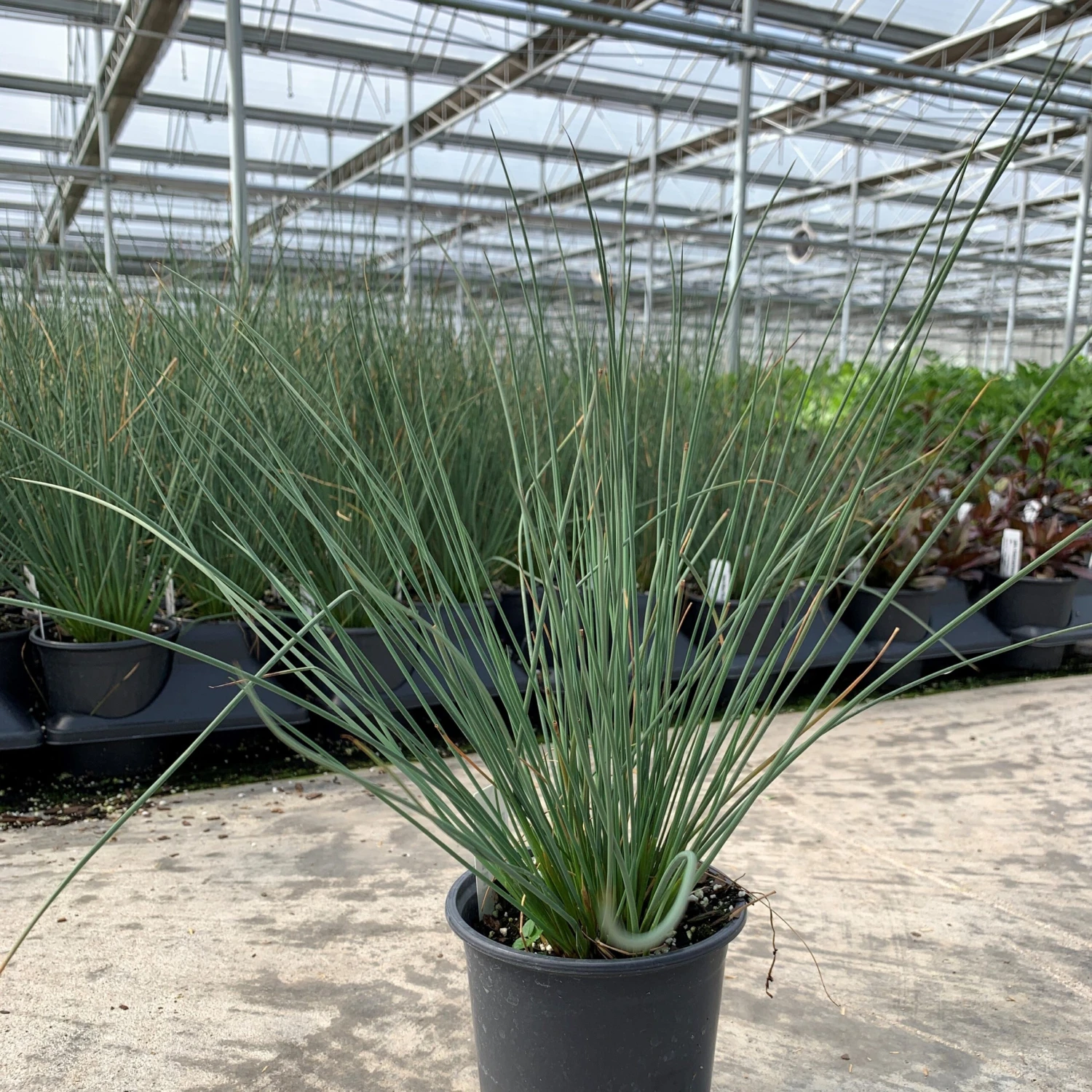 'Blue Arrows' Rush - Image 2