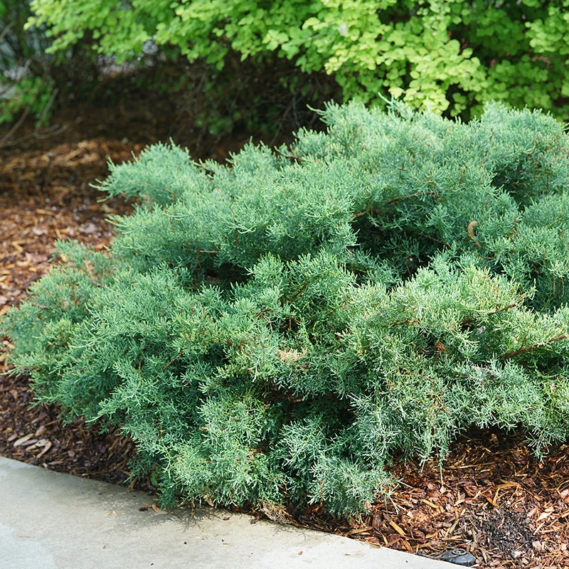 Montana Moss® Juniper