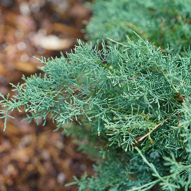 Montana Moss® Juniper - Image 2