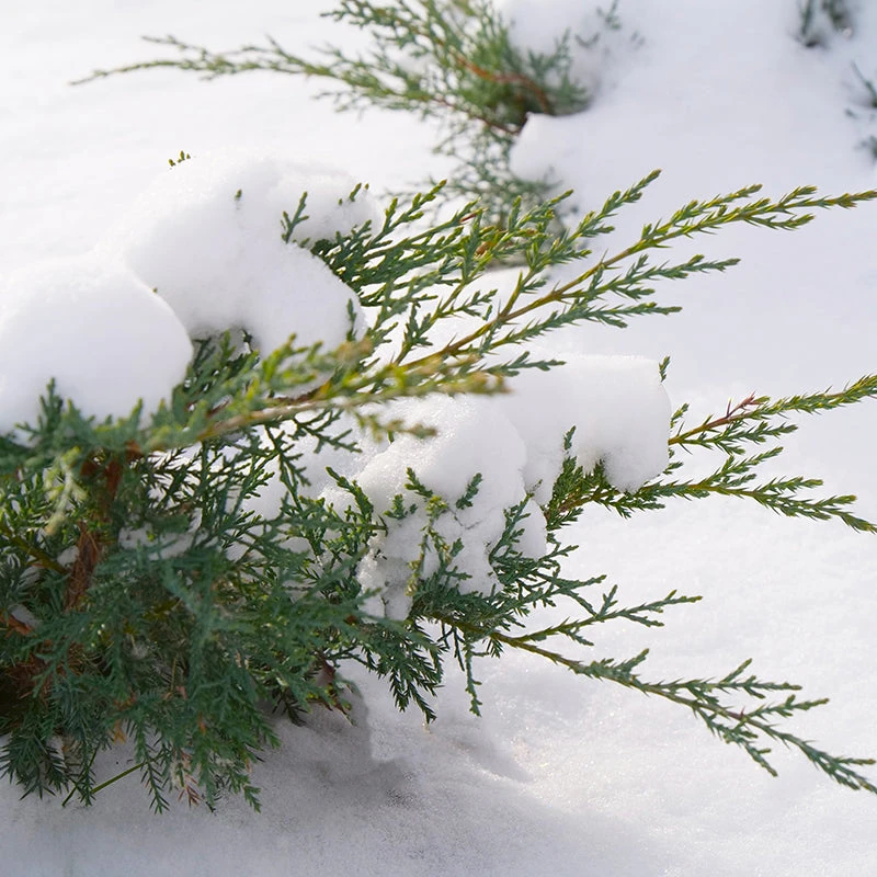 Montana Moss® Juniper - Image 4