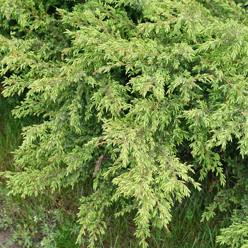 Tortuga® Juniper - Image 2