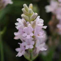 'Ellagance Pink' Lavender
