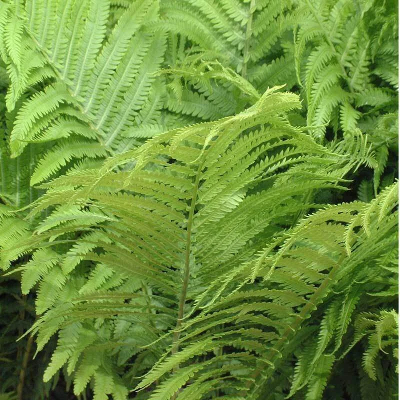 Ostrich Fern - Image 3