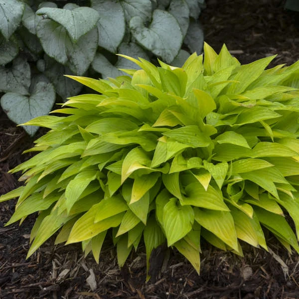 'Munchkin Fire' Hosta - Image 2
