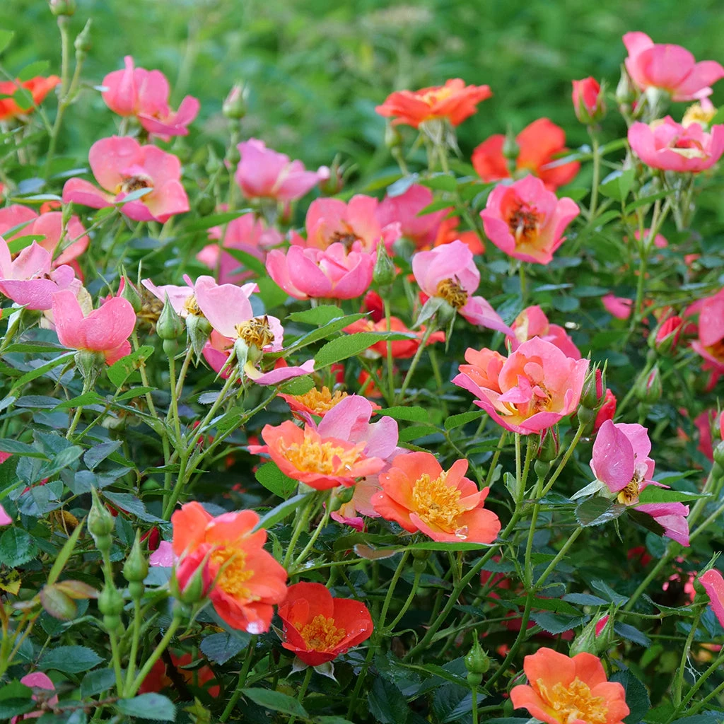 Oso Easy® Hot Paprika® Rose - Image 9