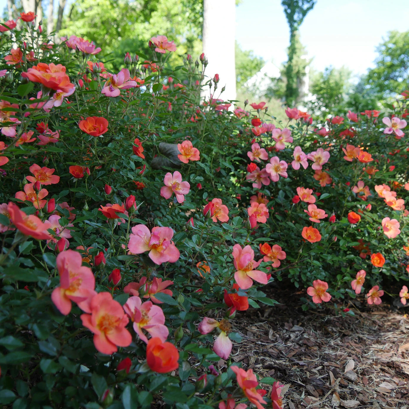 Oso Easy® Hot Paprika® Rose - Image 10