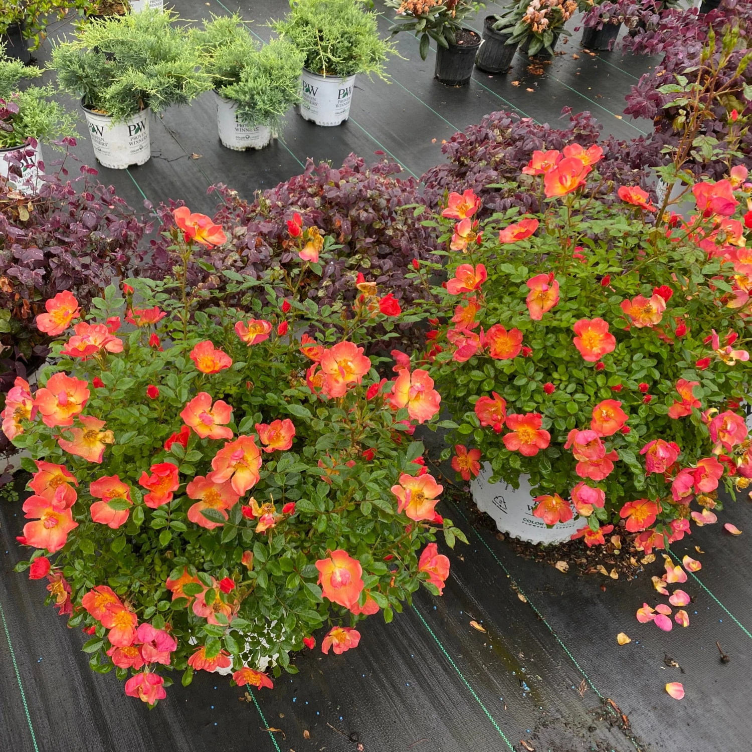 Oso Easy® Hot Paprika® Rose - Image 3