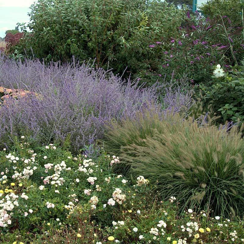 'Hameln' Fountain Grass - Image 2
