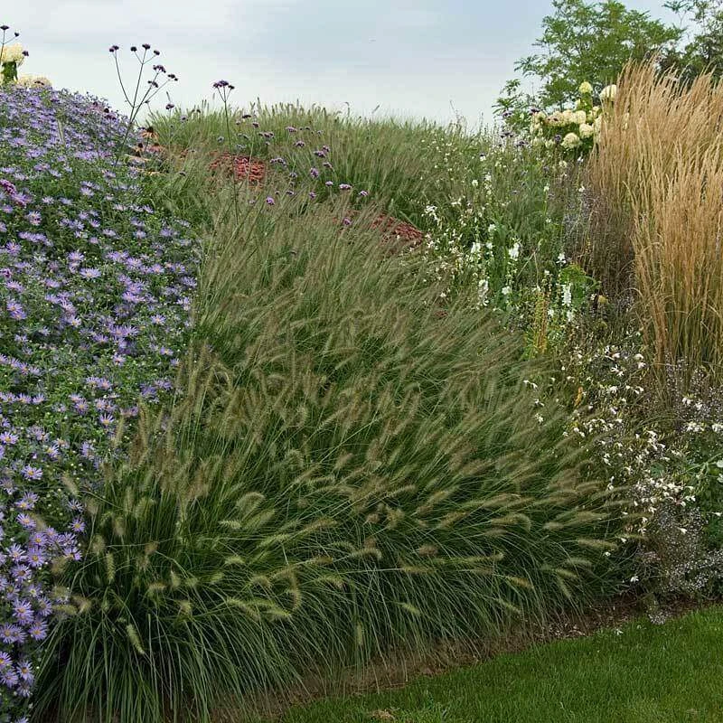 'Hameln' Fountain Grass - Image 6