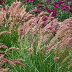 'Karley Rose' Fountain Grass